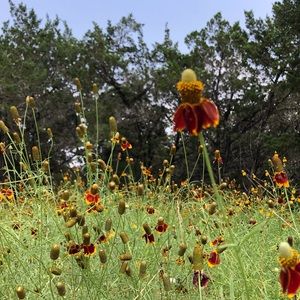 Meet your Posher, Scarlett